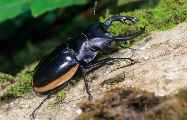 夢幻之林：蘇湖林區的漫步與燈誘