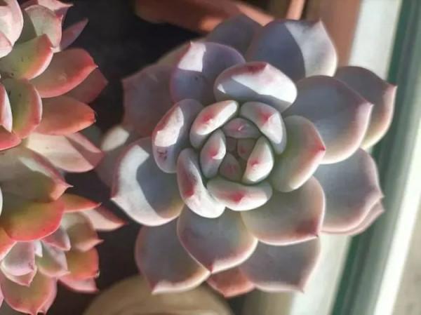 多肉，屬於我的小美好！願所有人的愛好都能被溫柔以待