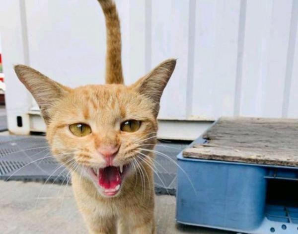 流浪橘貓受大叔恩惠，他隨口說想見小貓，貓媽隔天真帶來4個孩子