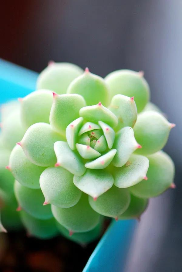 每個人的星座不同,適合養的花也不同 每個人的星座不同,適合養的花也不同