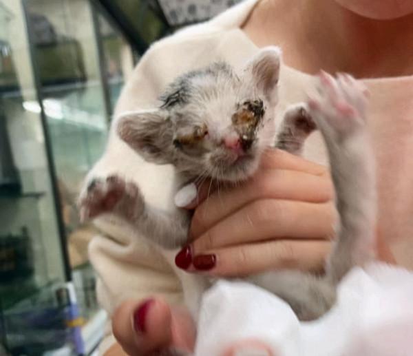 牆裡救出“爛眼”貓，養了3個月後睜開眼時：太可愛了吧？