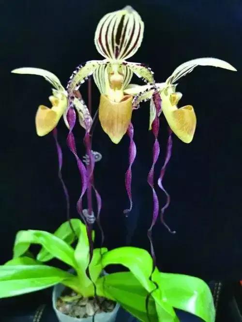 長得像拖鞋的兜蘭,你見過嗎? 長得像拖鞋的兜蘭,你見過嗎?