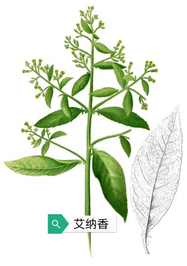 中藥古今研究：冰片