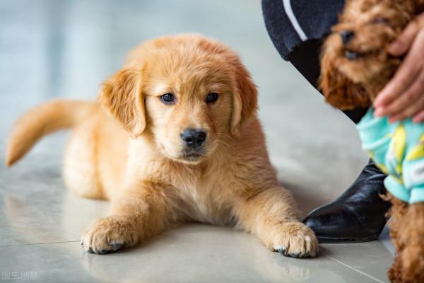 “王富貴”先苦後甜的幸福狗生