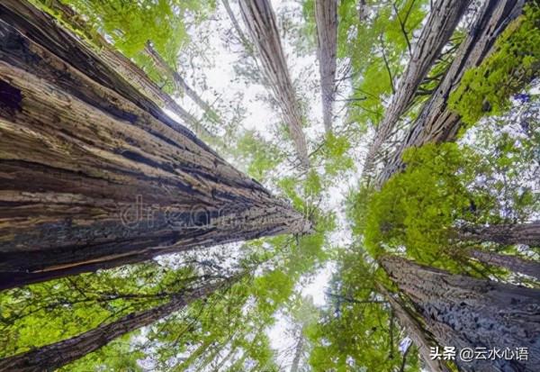 蘇軾的一首絕句,闡述了處世之道,值得細讀 蘇軾的一首絕句,闡述了處世之道,值得細讀