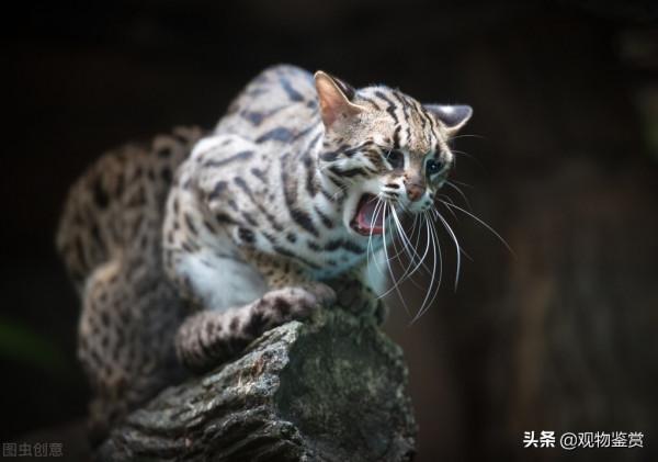 貓會說話嗎？為什麼要殺死會說話的貓