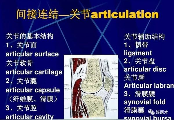86張全身關節應用解剖精講，這篇文章值得收藏