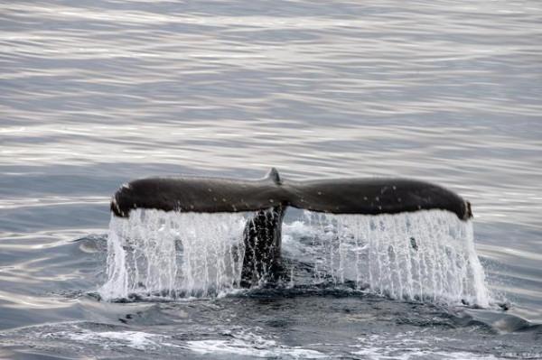 鯨死後能供養一套以分解者為主的迴圈系統長達百年，你相信嗎？