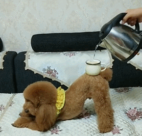 主人這些行為,會讓泰迪“討厭”,你做過嗎? 主人這些行為,會讓泰迪“討厭”,你做過嗎?