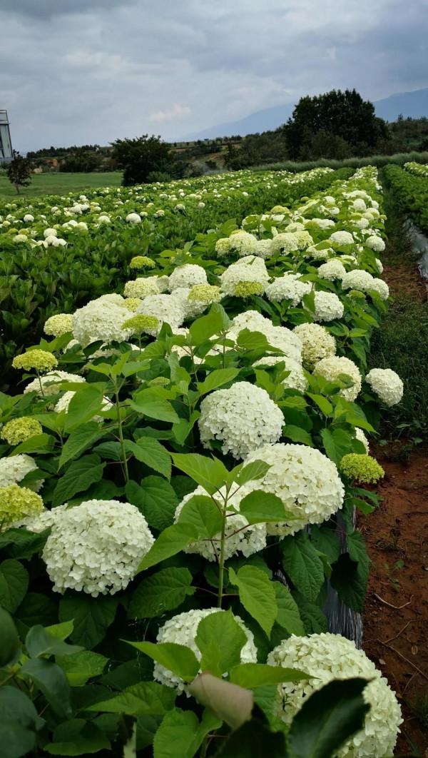 讀《橫斷山 不橫斷》秋分摟一把農耕入懷 讀《橫斷山 不橫斷》秋分摟一把農耕入懷