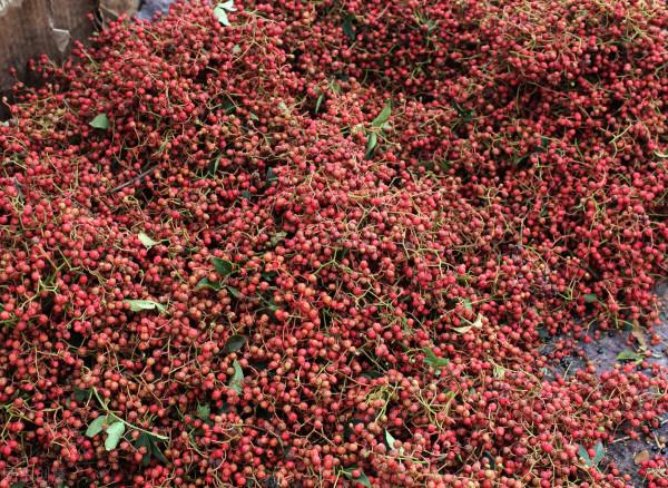 伏花椒與秋花椒的味道