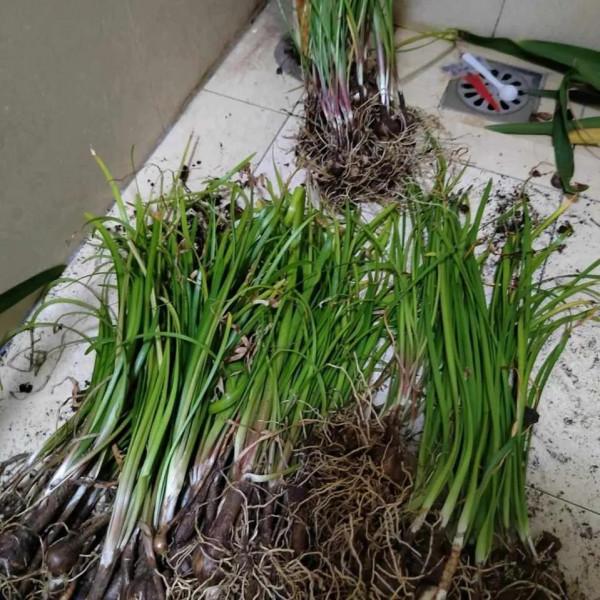 秋天，記得給這五種花翻翻盆，嗖嗖長葉開花，收穫巨大