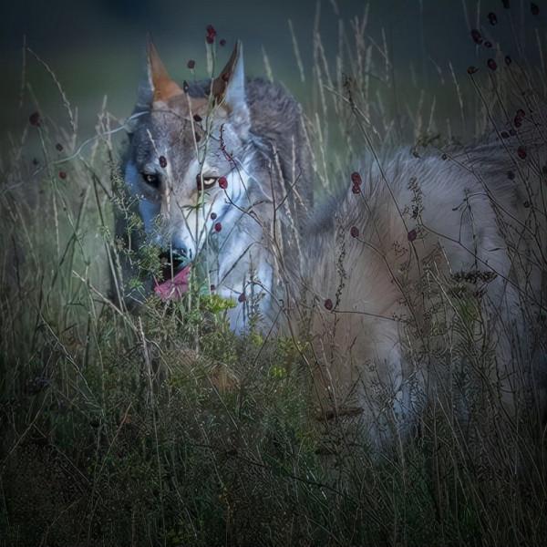 極度恐慌:可怕的北大荒狼 極度恐慌:可怕的北大荒狼