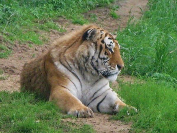 壬寅年&mdash;&mdash;虎&CenterDot;虎&CenterDot;虎