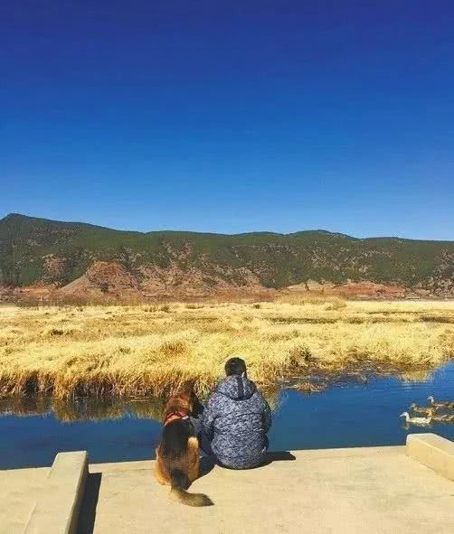 它是汶川地震中戰功卓越的搜救犬,十四歲時走完了自己傳奇的一生 它是汶川地震中戰功卓越的搜救犬,十四歲時走完了自己傳奇的一生