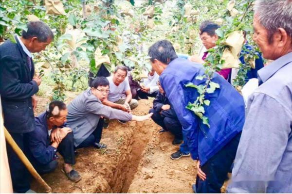 果樹秋肥施不對，花錢又受罪，如何科學合理地秋施基肥？