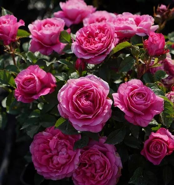 今天給花友們介紹又一款新國月——茜桃凝粉