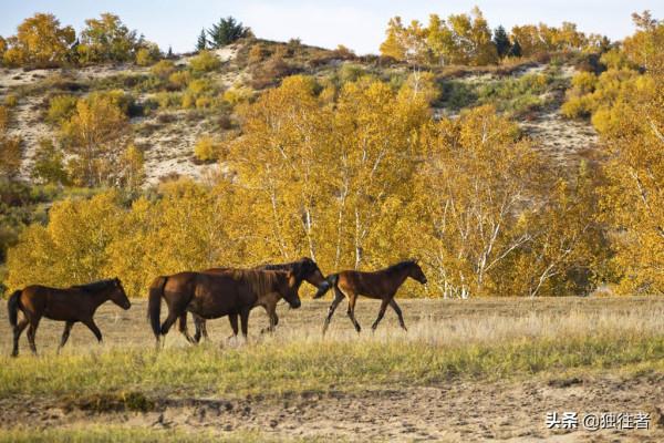 中秋佳節去哪裡,賞秋勝地,濃墨重彩的烏蘭布統秋景 中秋佳節去哪裡,賞秋勝地,濃墨重彩的烏蘭布統秋景