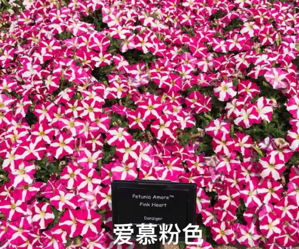 網紅矮牽牛品種介紹：愛慕系列、天空家族系列、花衣系列等