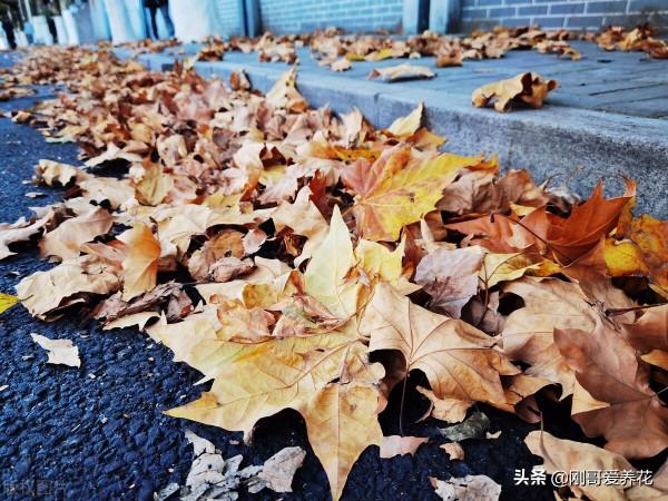 養蟹爪蘭還有什麼是我不知道的系列001，用什麼土最好？
