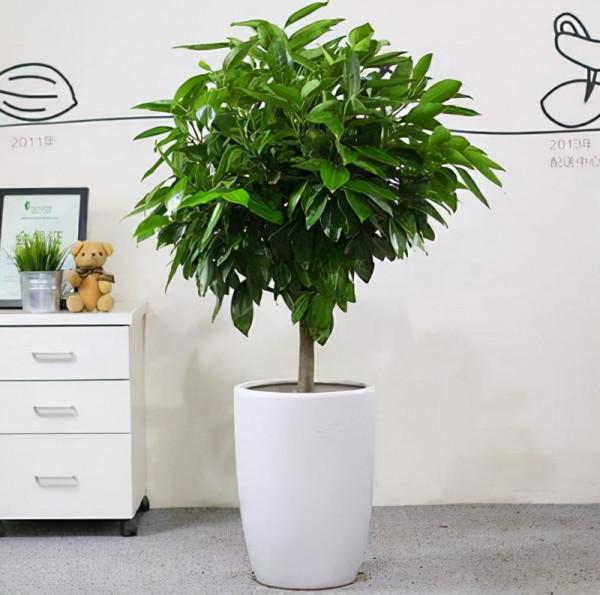 8款適合放客廳的大型植物，你們家養大型綠植了嗎？