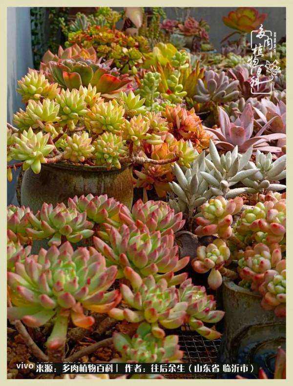 北方有多肉,絕世而獨立!一顧傾人城,再顧傾人國 北方有多肉,絕世而獨立!一顧傾人城,再顧傾人國