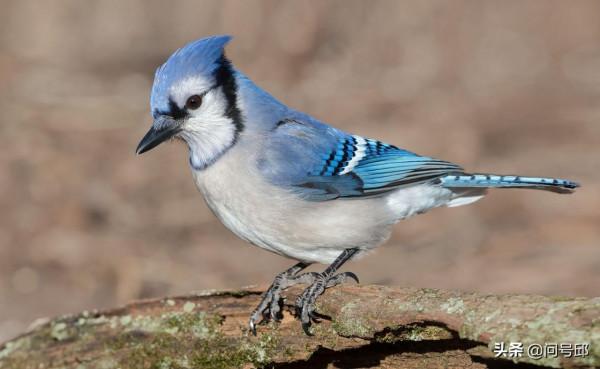 我國新發現：恐龍時代的小鳥，長著華麗細長的尾巴，簡直是累贅