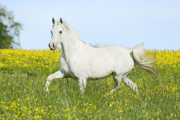 圈養馬有人修剪蹄兒,那野馬怎麼辦? 圈養馬有人修剪蹄兒,那野馬怎麼辦?