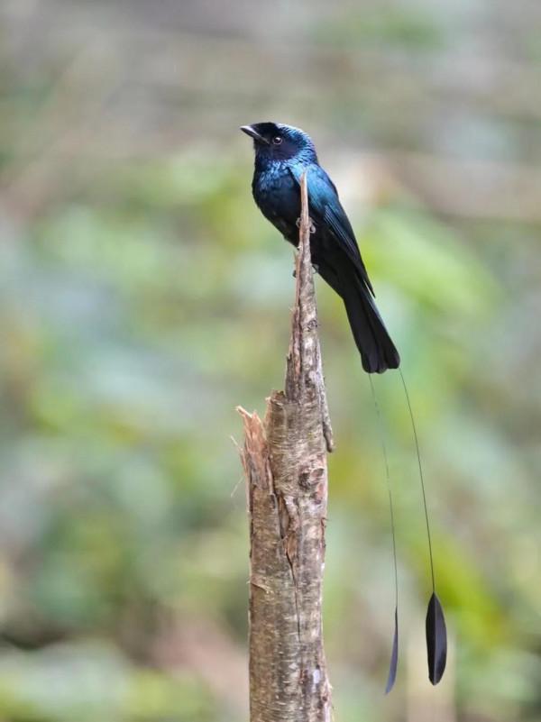 墨脫拍小盤尾的故事