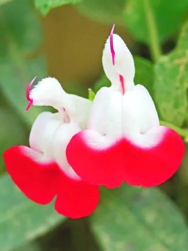 櫻桃鼠尾草～淡淡花香，成雙成對，玲瓏可愛