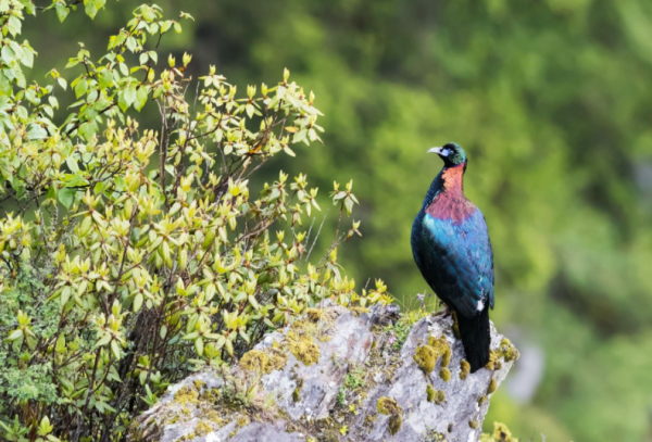 中外“彩虹鳥”大比拼，誰的羽毛顏色，是你心目中的“彩虹色”？