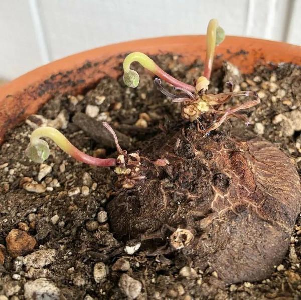 養盆栽仙客來掌握7點,養20~30年都不是問題,年年能開花 養盆栽仙客來掌握7點,養20~30年都不是問題,年年能開花