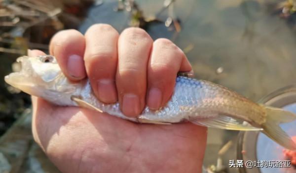 冬季路亞：馬口作釣攻略