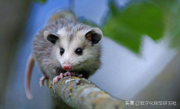 動物們的平均壽命