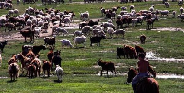 野心不小!成吉思汗組建“動物遠征軍”,日軍東施效顰餓死5萬人 野心不小!成吉思汗組建“動物遠征軍”,日軍東施效顰餓死5萬人
