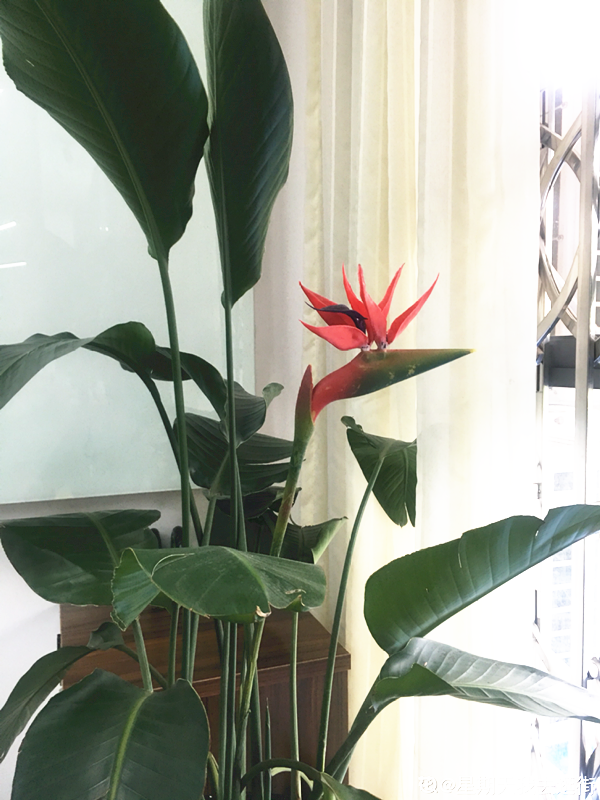 大葉子耐陰花，室內一定養，葉子比臉大，真涼快