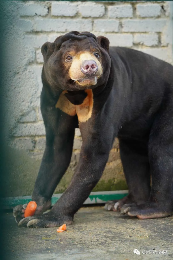 河南旅遊：熊熊界的“日月組合”，原來是它們