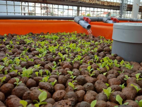 水培玉米苗飼養牛羊 水培玉米苗飼養牛羊