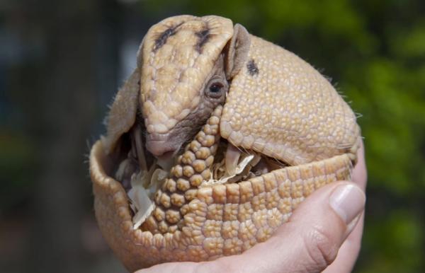 活了近6000萬年的犰狳殼有多硬？竟然能反彈子彈，網友：做成鋼盔