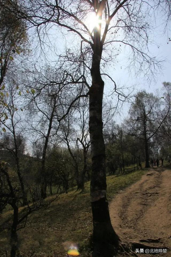 分享一組關山牧場的原生態秋景 分享一組關山牧場的原生態秋景