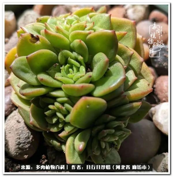 多肉的前世今生——論那些多肉的變化