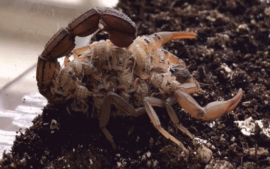 30張活久見的照片，消防員給昏迷的狗做人工呼吸，猩猩戴墨鏡耍酷