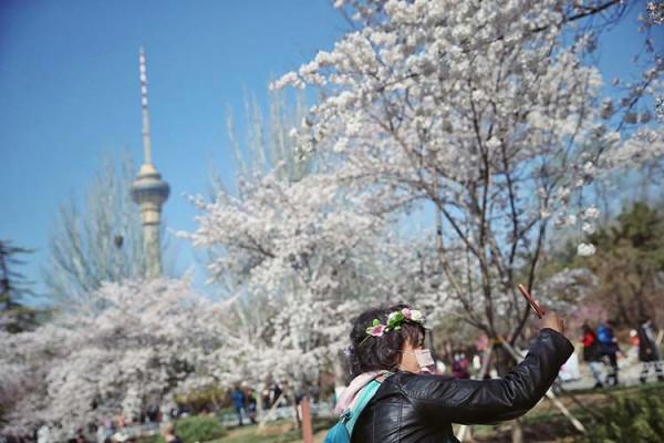 新聞8點見丨清明尋春正當時，京城最全賞花攻略來了