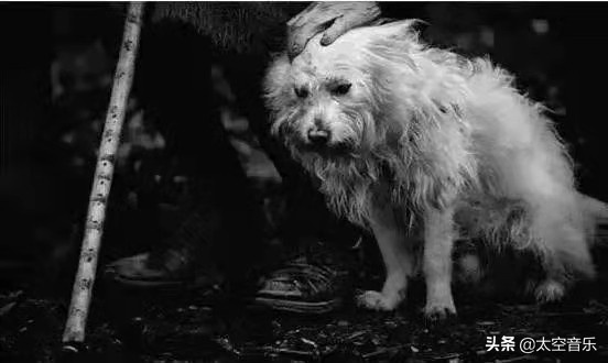 奇聞奇事：萬物皆有靈，來自動物的報恩更感人，看完值得深思