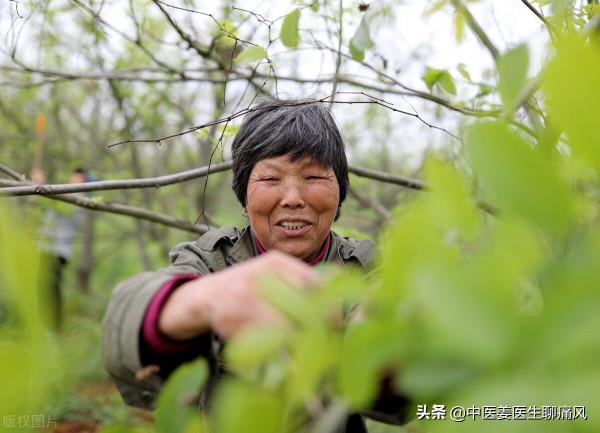 可降糖降脂的青錢柳泡茶喝，與秋水仙鹼預防痛風發作，誰療效好？