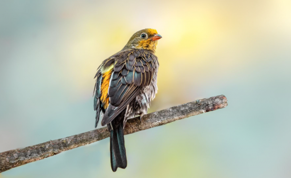 可憐的樹懶：超過50%的樹懶在拉屎途中意外身亡，真是執著