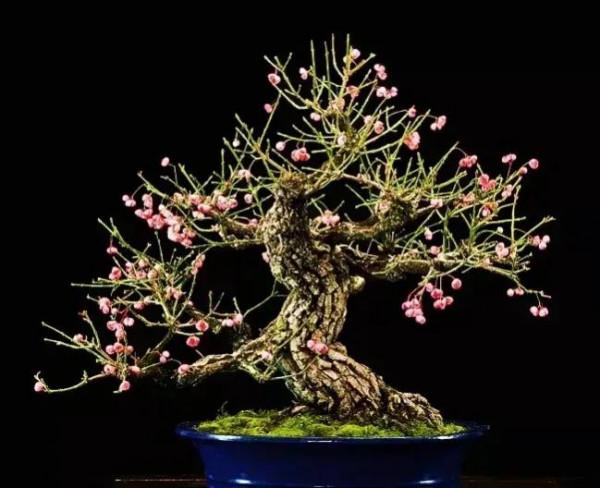 分享~~~小盆景 大世界 小巧玲瓏 精美絕倫 冬日裡一抹紅 美醉啦