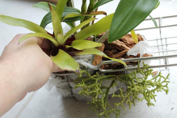 陽光浴室蘭花掛件製作方法