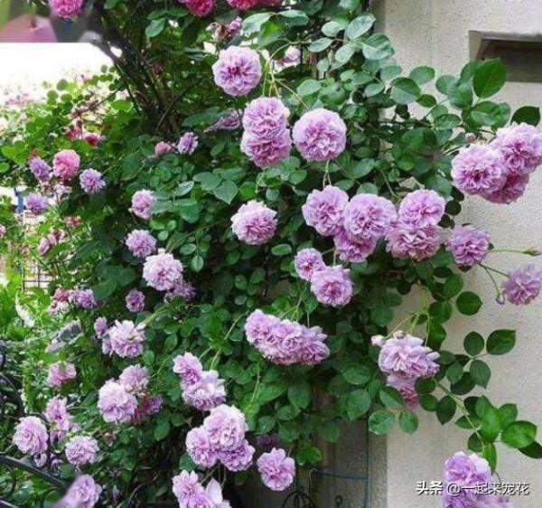 封閉陽臺養月季，高手教你幾招，照樣枝繁葉茂，花開不斷