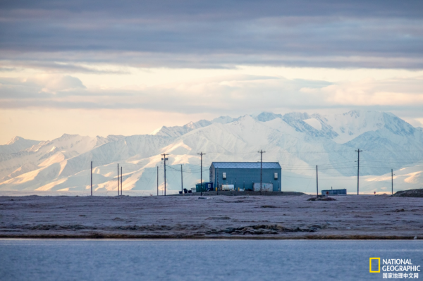 地球上觀賞野生北極熊的最佳地點